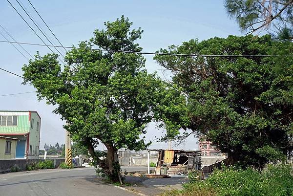 東石鄉後埔福安宮土沉香1.JPG