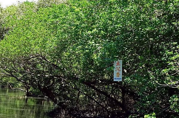 台江綠色隧道10.JPG