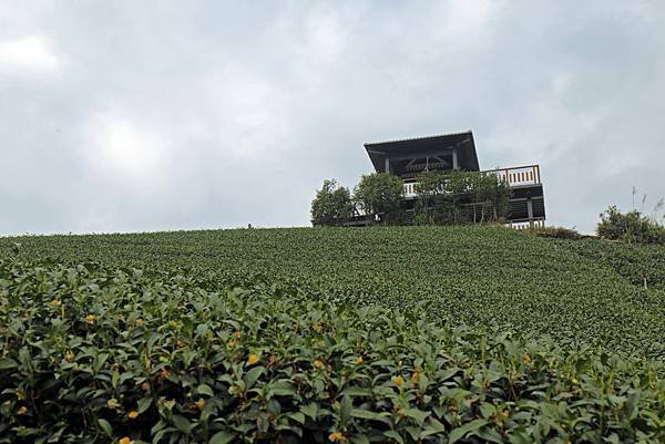 嘉義梅山太和村茶園3.JPG