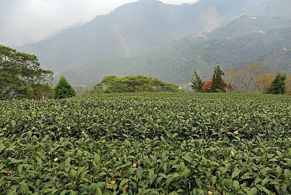 嘉義梅山太和村茶園.JPG