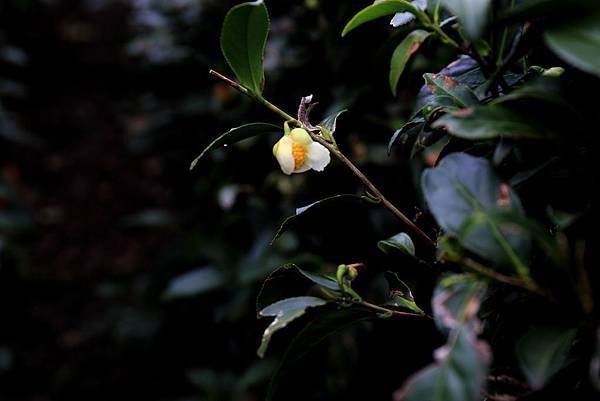 嘉義梅山太和村茶園6.JPG