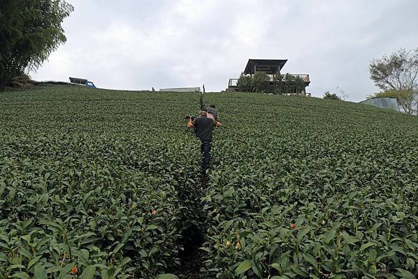 嘉義梅山太和村茶園5.JPG