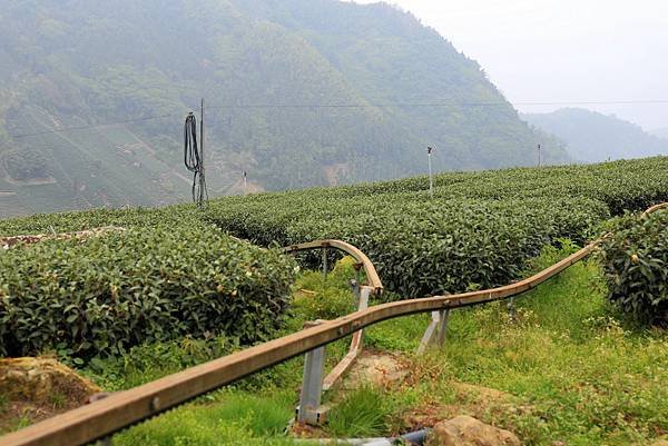 嘉義梅山太和村茶園9.JPG