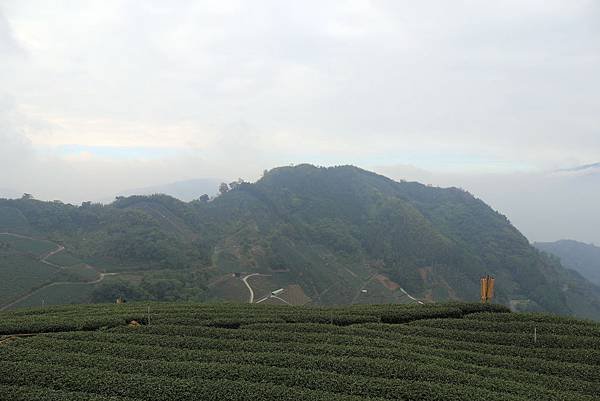 嘉義梅山太和村茶園11.JPG