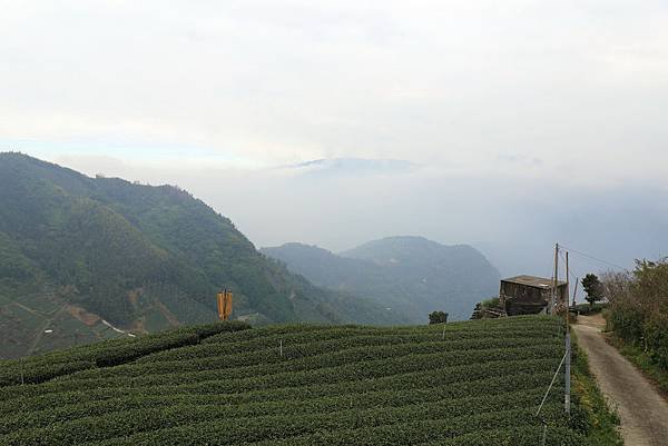 嘉義梅山太和村茶園10.JPG