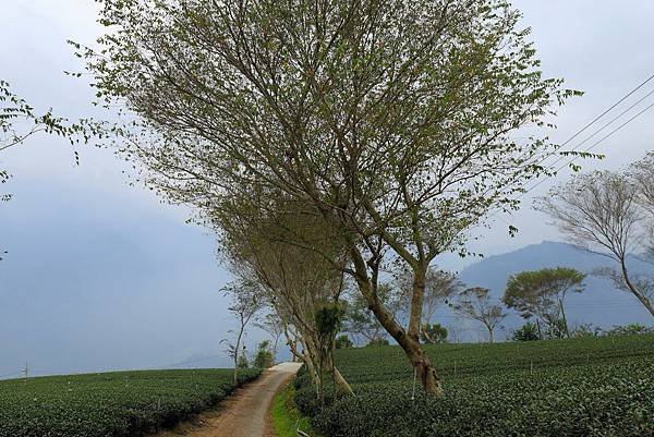 嘉義梅山太和村茶園15.JPG