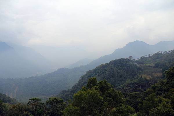 嘉義梅山太和村茶園19.JPG