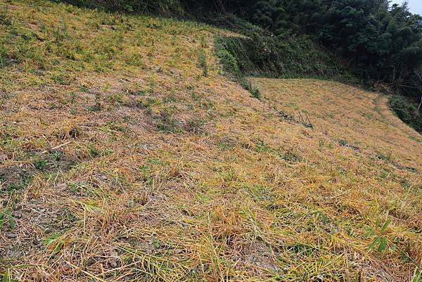 嘉義梅山太和村茶園20.JPG