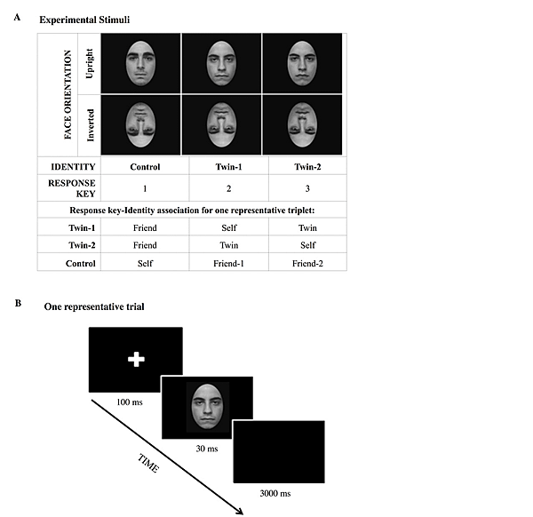 圖一（圖片來源：Martini M. et al., 2015.).png