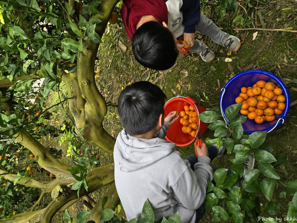 新竹關西 - 陳家果園採砂糖橘趣