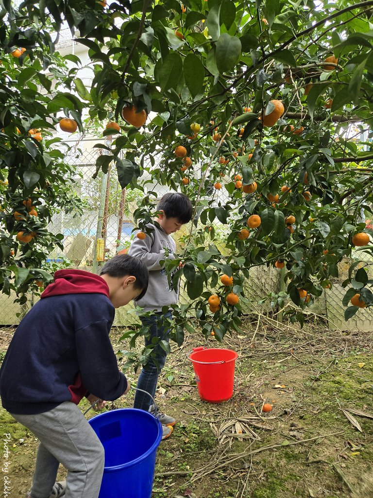 新竹關西 - 陳家果園採砂糖橘趣