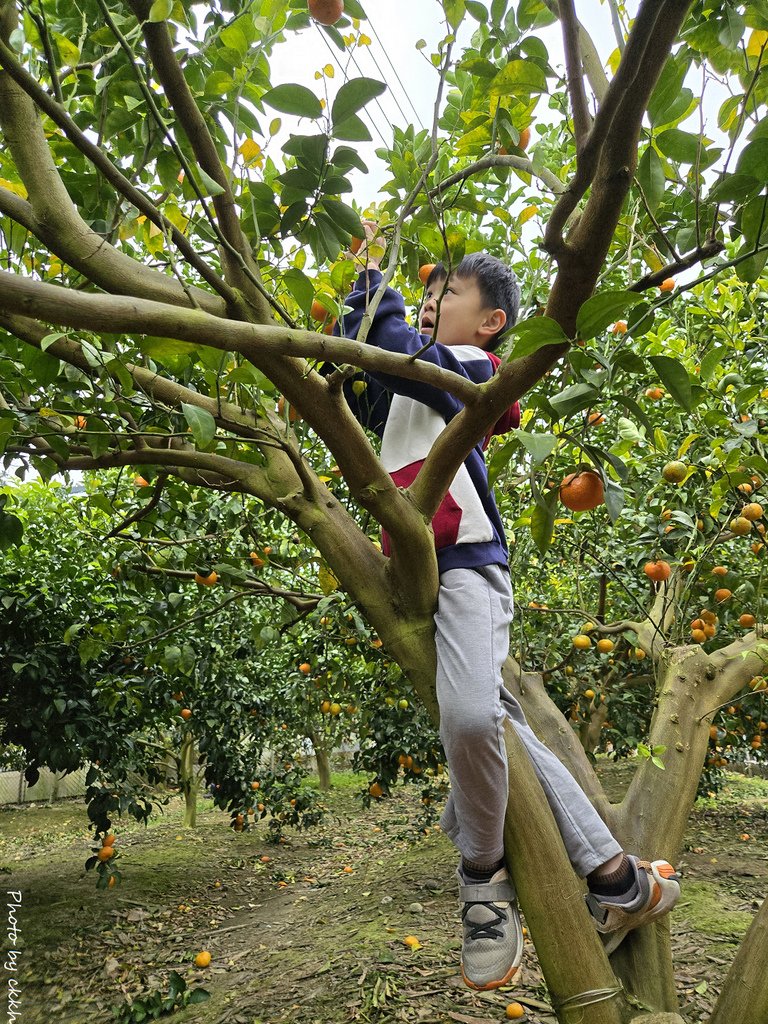 新竹關西 - 陳家果園採砂糖橘趣