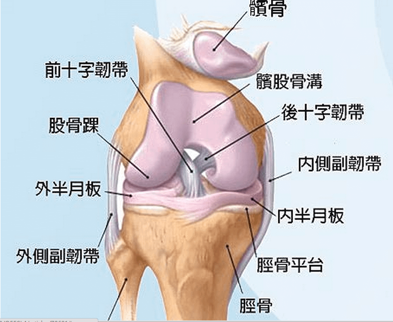 膝蓋圖