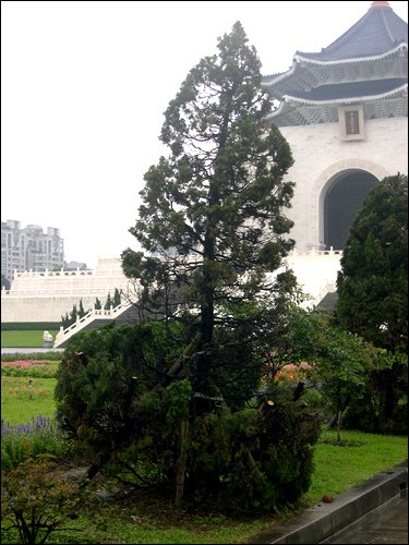 移植前後的龍柏比較5