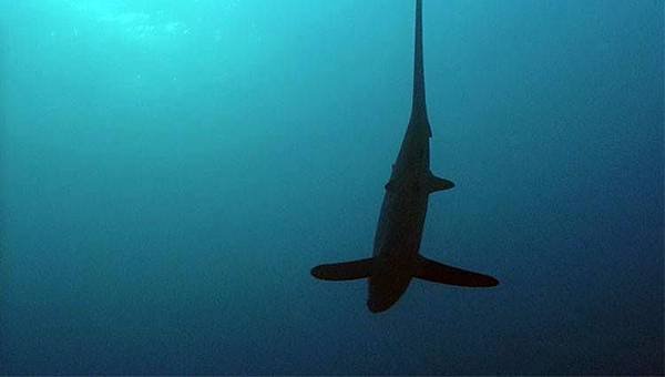 Thresher Shark6.jpg