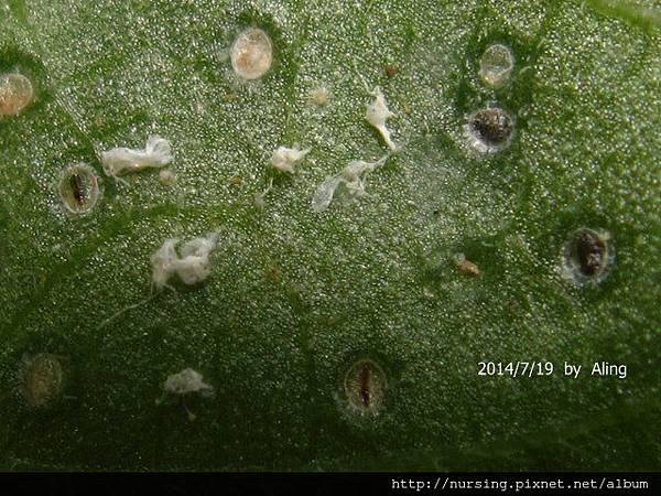 冷清草的蟲癭 (The galls of Elatostem