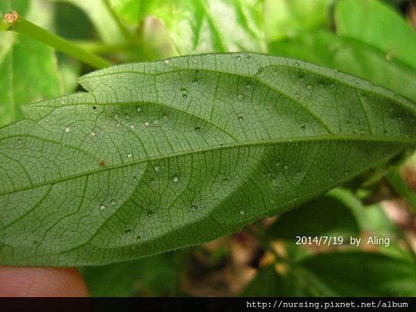 冷清草的蟲癭 (The galls of Elatostem
