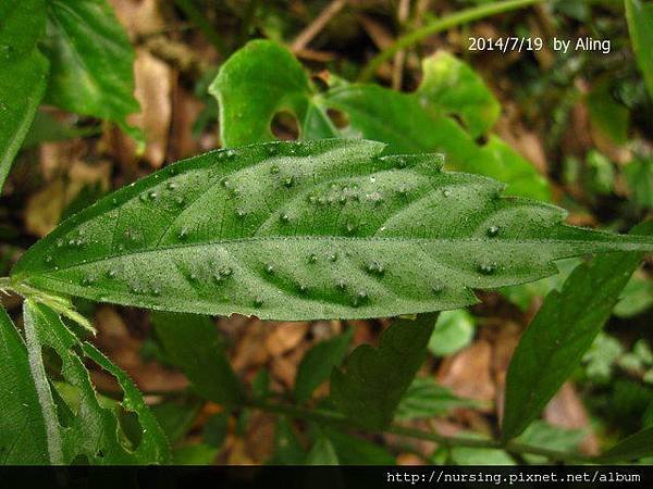 冷清草的蟲癭 (The galls of Elatostem