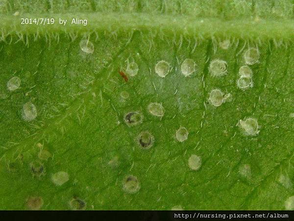 冷清草的蟲癭 (The galls of Elatostem