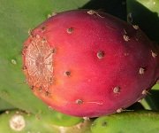 cactus_fruit1