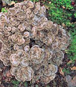 maitake1