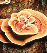 reishi1