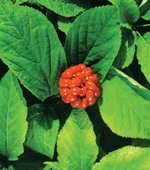 ginseng_berry1