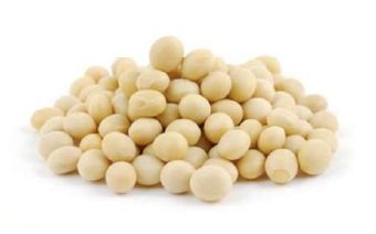 soybean