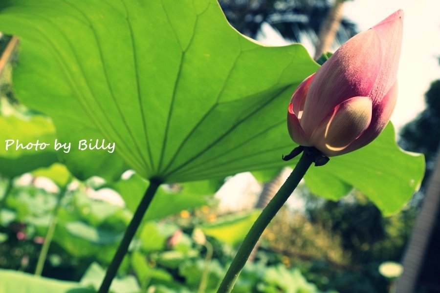 blog_20140719_27.JPG