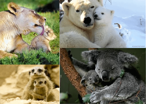 動物擁抱.png