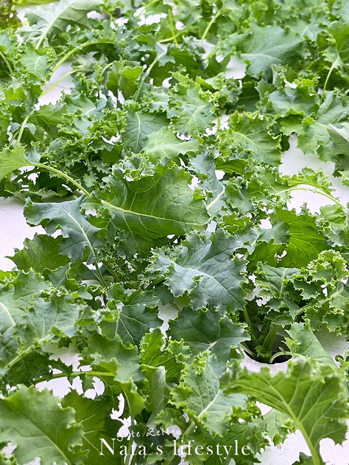 春季補菜囉! 源鮮無農藥生菜&amp;安心蔬果限時團購
