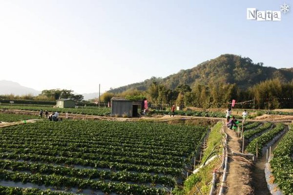 02.玩家逍遙遊草莓園.jpg