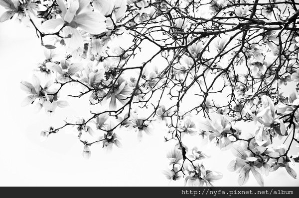 Blossoms, Yohan Joo