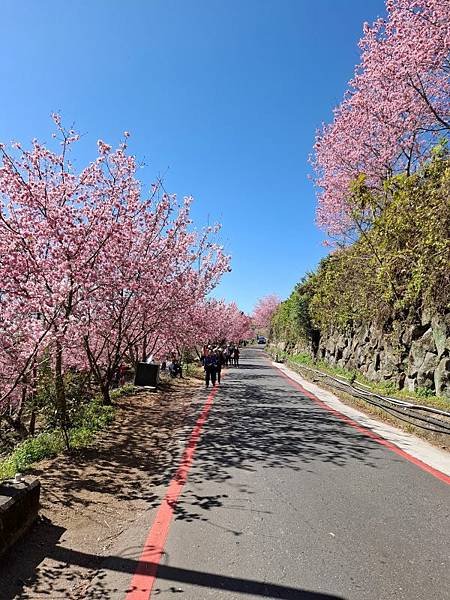2025 / 02 /28 雲林古坑 草嶺石壁 櫻花季