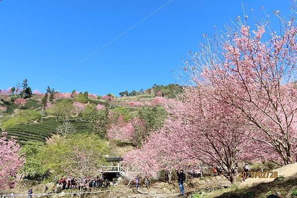 2025 / 02 /28 雲林古坑 草嶺石壁 櫻花季