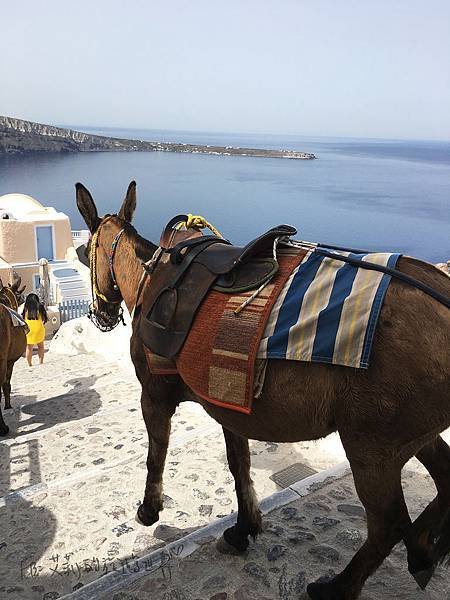 Donky-Santorini-Oia-驢子.jpg