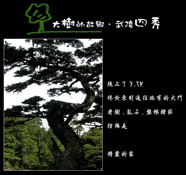 tree-06