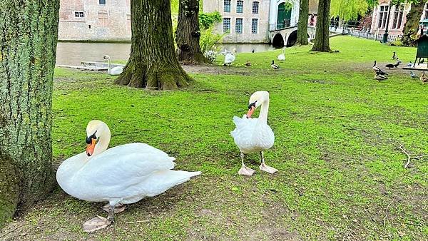 113年4月11日(星期四)布魯日愛之湖及聖母教堂(1)