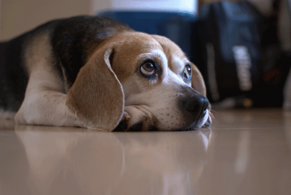 anigif-3.gif