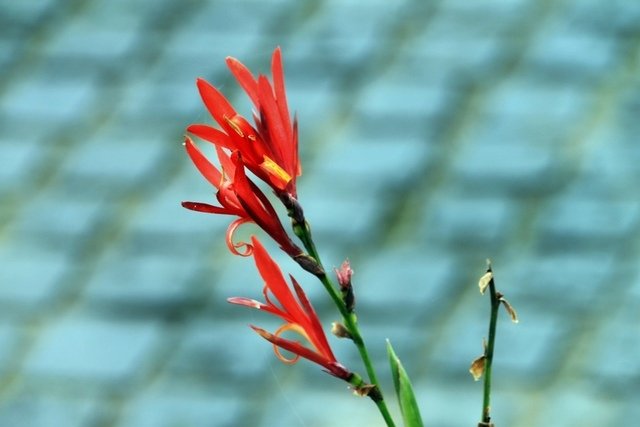 苗栗縣三義拈花惹草-106年3月22日三義一日遊