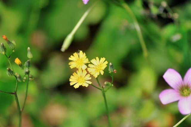 苗栗縣三義拈花惹草-106年3月22日三義一日遊