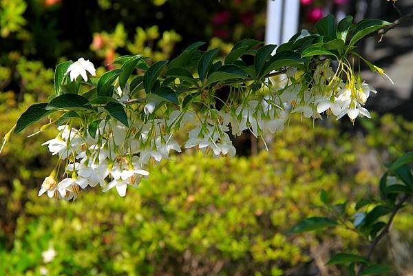 京宮津市都拈花惹草-2.JPG