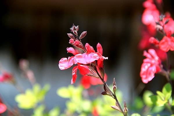 京宮津市都拈花惹草-6.JPG