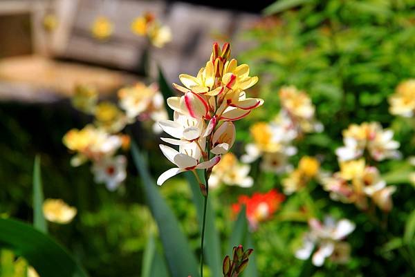 京宮津市都拈花惹草-9.JPG