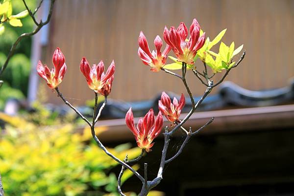 京宮津市都拈花惹草-11.JPG