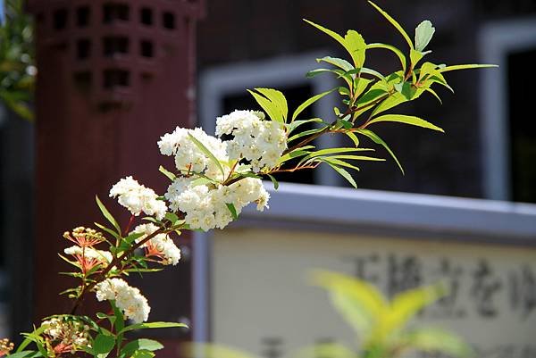 京宮津市都拈花惹草-13.JPG