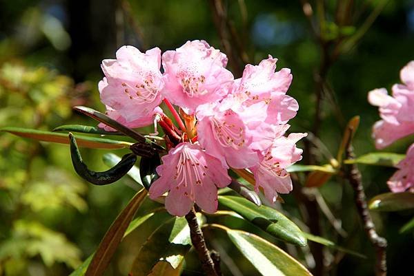 京宮津市都拈花惹草-20.JPG