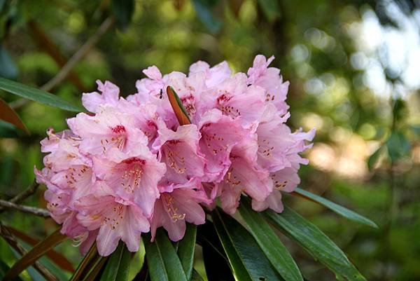 京宮津市都拈花惹草-23.JPG