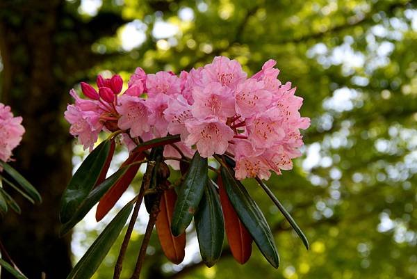 京宮津市都拈花惹草-22.JPG