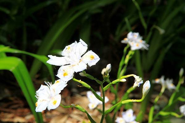 京宮津市都拈花惹草-26.JPG